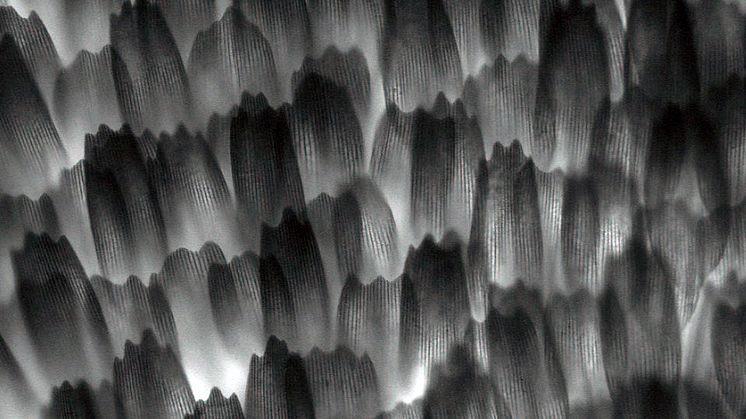 Tusentals fjäll täcker en fjärils kropp och vingar, som takspån på ett tak, arrangerade i rader. Storleken på fjällen är ungefär en tjugondels millimeter. Mikroskopfoto: Emy Tremblay & Miguel Montoro Girona. 