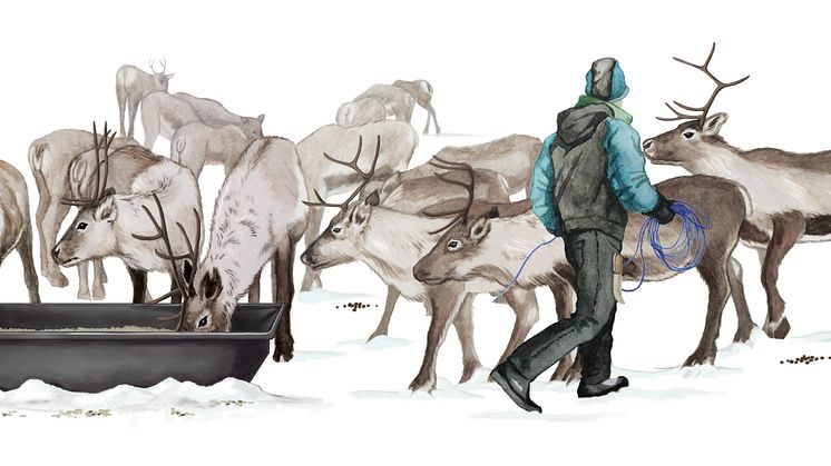 Stödutfodring av renar. Illustration: Juliana D. Spahr