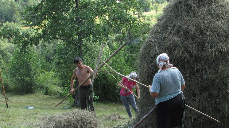 Arbete med hö, Rumänien.