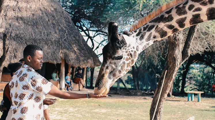 Rejser til Kenya – kombinér badeferie med safari hos Africa Tours