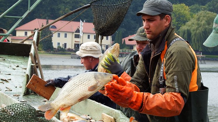 Wermsdorfer Fischer beim traditionellen Abfischen - Foto: Lutz Abitzsch