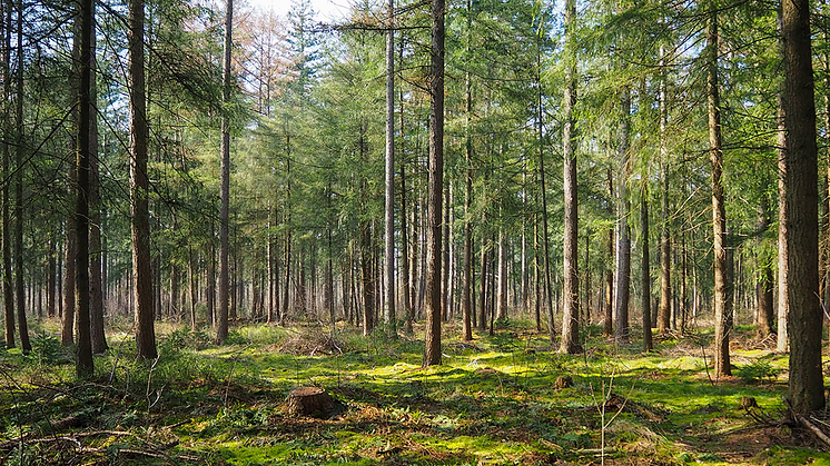 Wistrand biträder Mayr-Melnhof Holz vid förvärvet av sågverksgruppen Bergkvist-Siljan