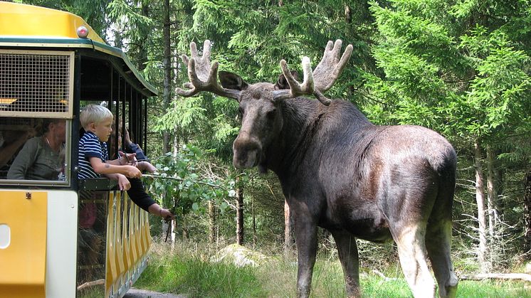 Tåget på Smålandet älgsafari i Markaryd