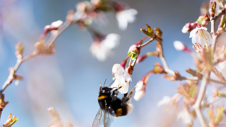 Humla hämtar nektar och pollen i ett fruktträd.