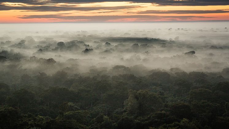 Stop af skovhugst og gendannelse af skov er en nødvendighed, hvis vi skal reducere vores CO2-udledning. Foto: Morten Bo Johansson