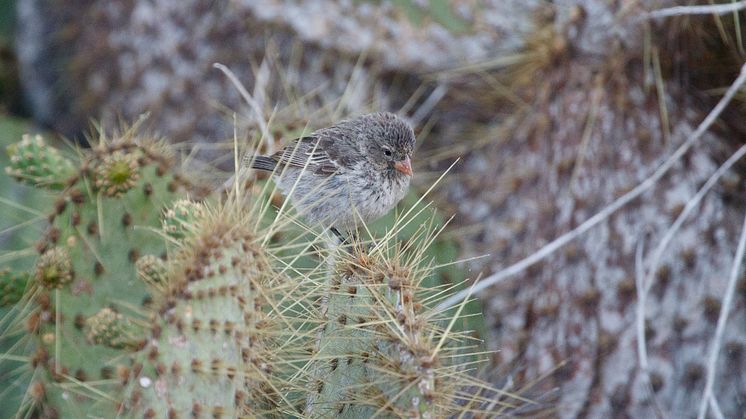 Small Ground Finch