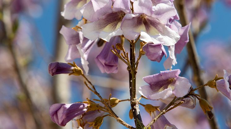 Kejsarträd, Paulownia fortunei ’Minfast’. Foto Drago Prvulovic
