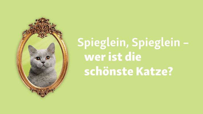 Fressnapf sucht zum Weltkatzentag die schönste Katze Deutschlands