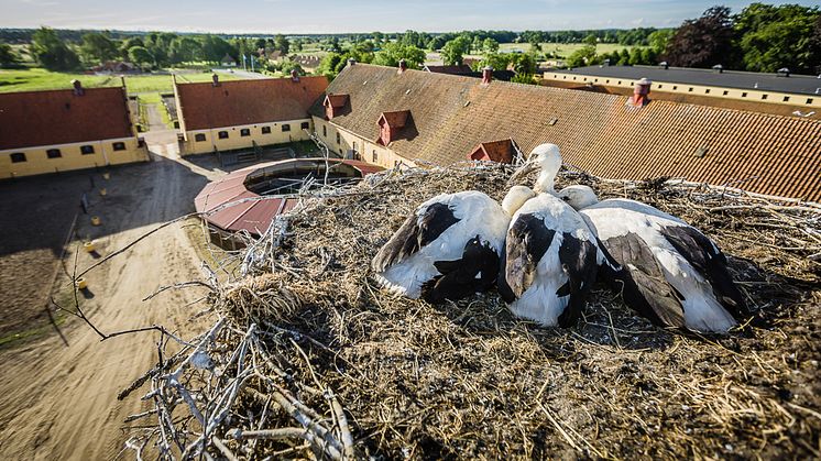 Storkarna har återvänt till Skåne. Foto: Sven Persson