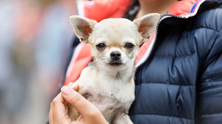 Från och med den 16 september skärps kraven för att föra in hundar till EU från Ryssland och Belarus. Syftet är ett stärka skyddet mot rabies. Foto: Scandinav