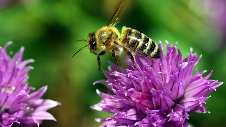 Bin är viktiga pollinerare som betyder mycket för bland annat frukt- och bärodling. Foto: Pixabay