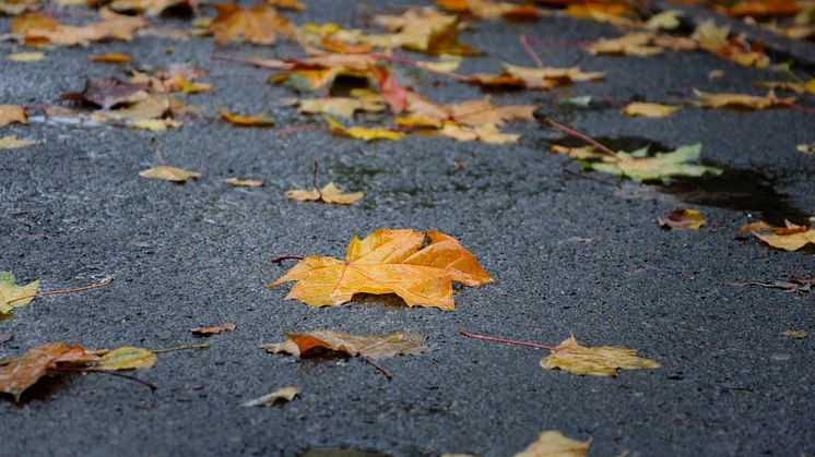  De närmaste dagarna väntas mycket regn