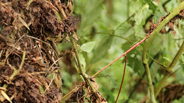 Die Kompensation erfolgt für ein Klimaschutzprojekt in Ruanda, das u. a. den Lebensraum für Berggorillas erhält. (Bildquelle: myclimate)