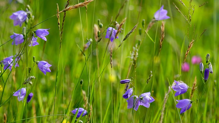 Äng med liten blåklocka. Linnés Råshult, Småland. Foto: Mats Wilhelm/ Naturfotograferna / IBL Bildbyrå