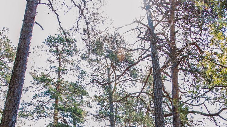Omvägar, Per Kirkeby, Stele, 1997