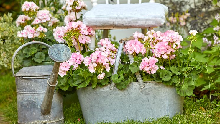 Plantera ett gäng med härliga pelargoner till mor. Foto: Pelargonium for Europe