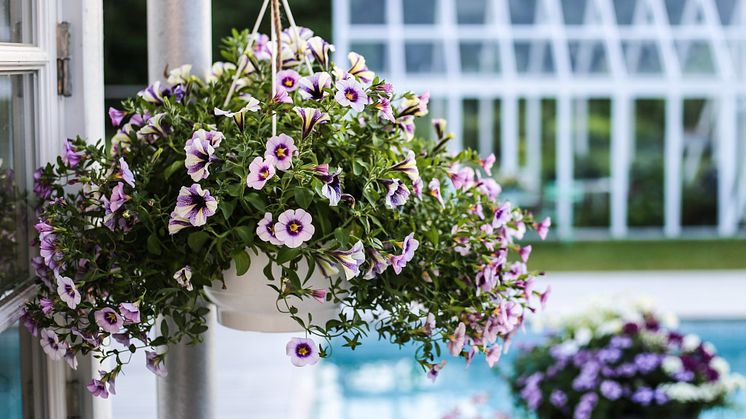 Här hittar du svaren på de vanligaste frågorna om sommarblommor. Foto: Hanna Wendelbo