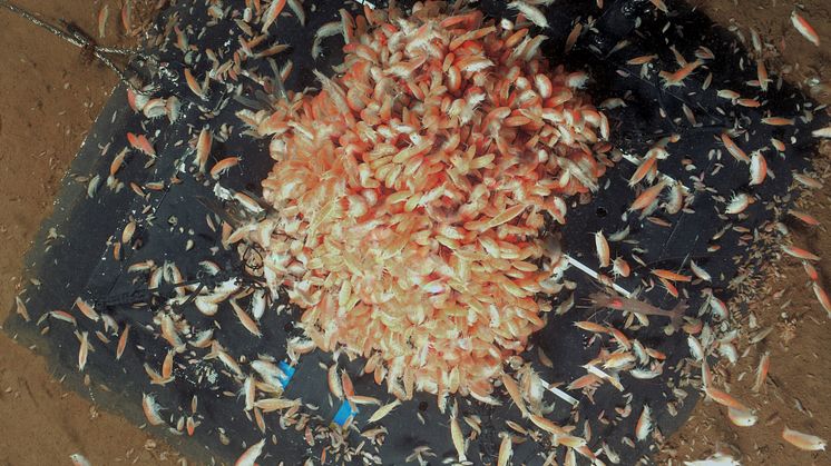 Amphipods scavenging on herring bait on the seafloor in Rijpfjorden. Svalbard”. (Photo: Andrew Sweetman and Kathy Dunlop)