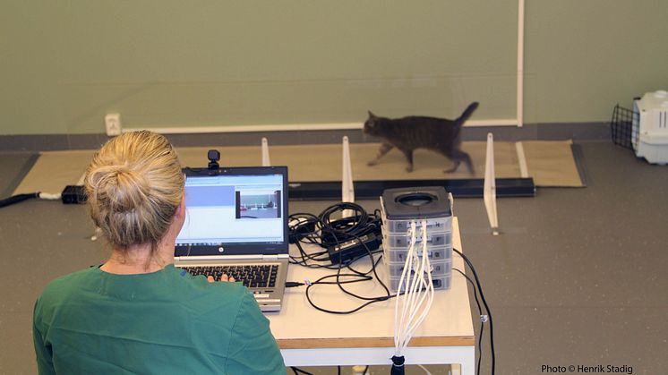 En tryckmätningsmatta är ett bra hjälpmedel för diagnos av artros. Mattan avslöjar om katten belastar tassarna på ett avvikande sätt när den går. Foto: Henrik Stadig