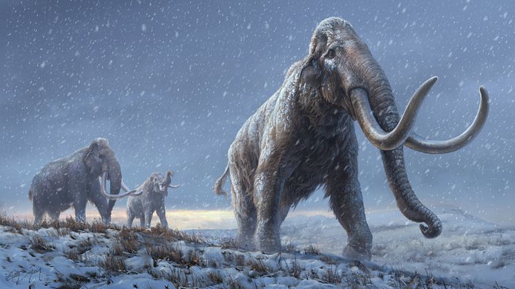 En miljon år gammalt DNA belyser mammutarnas genetiska historia