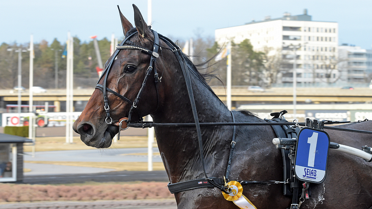 Mister Hercules gör årsdebut på påskdagen i Paralympiatravets andra deltävling. Foto: TR Bild