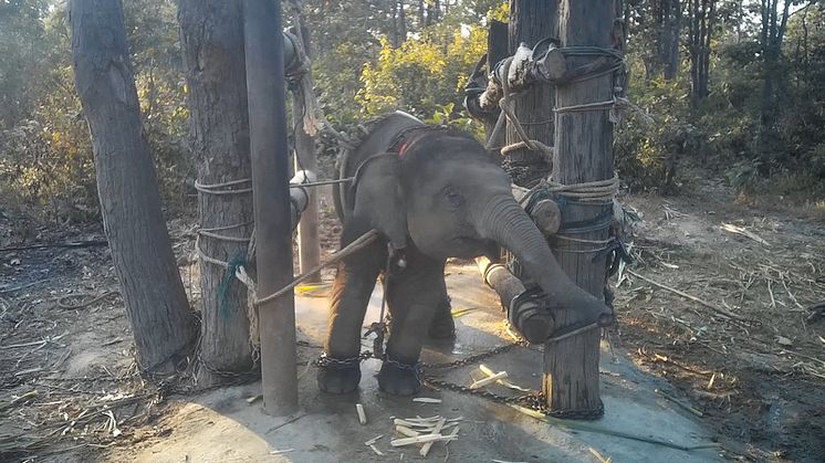 Elefantunge som tämjs i turistindustrin. Foto: World Animal Protection