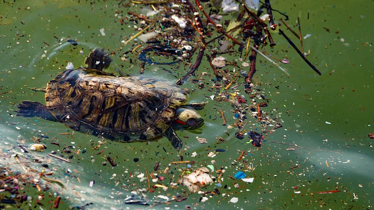 A turtle battles  through plastic marine pollution.  Soon, says the UN, there'll be more plastic than fish in the oceans. (iStock credit: canaran )