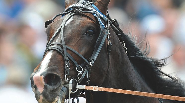 Lövgren drömmer om ny seger för Brioni i Olympiatravet