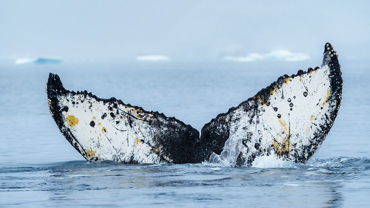 Wilhelmina Bay Antarctica (Credit_Hurtigruten Foundation and Yuri_Matisse Choufour)