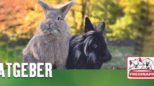 Fressnapf Tierratgeber 02/2019: Alles für ein artgerechtes Kaninchenleben