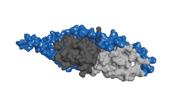 The chaperone binding part of YogH (blue) binds around the protein SycH (grey) in a horse shoe shape.