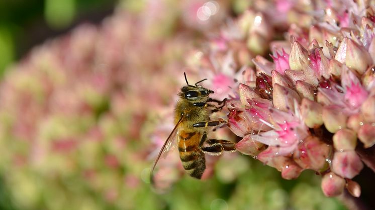 Hjälp bina - bjud på en mångfald av blommande växter