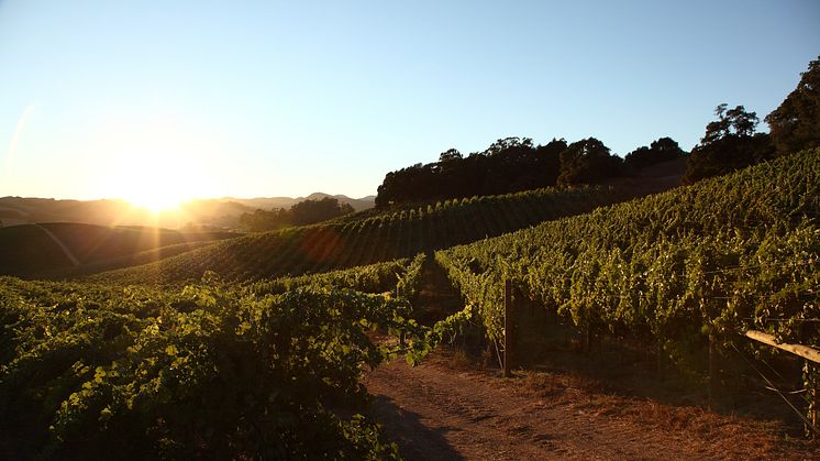 Truchard Vineyards Pinot Noir & Chardonnay er tilbake på lager