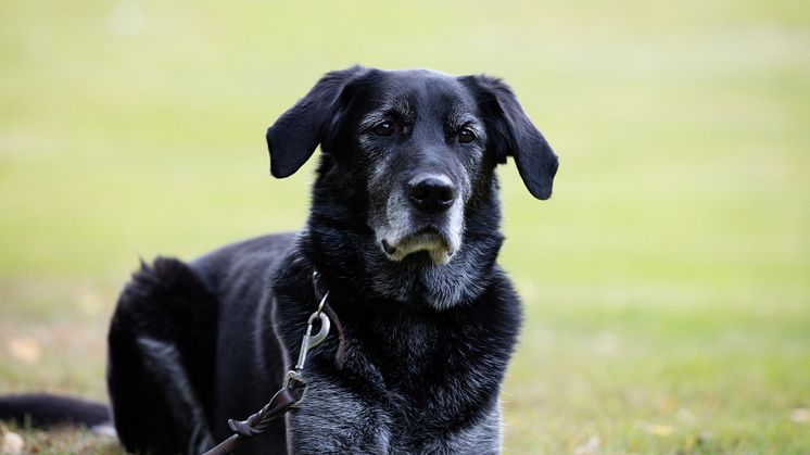 Ta hand om den äldre hunden 