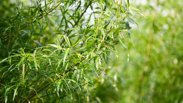 Solör Bioenergi satsar på salix – nytt avtal med lokal leverantör i Skåne