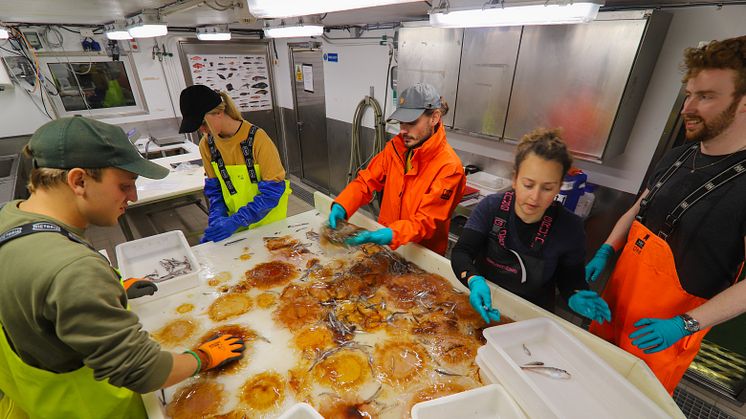 Sorting jellyfish (Photo: Frida Cnossen/Akvaplan-niva)