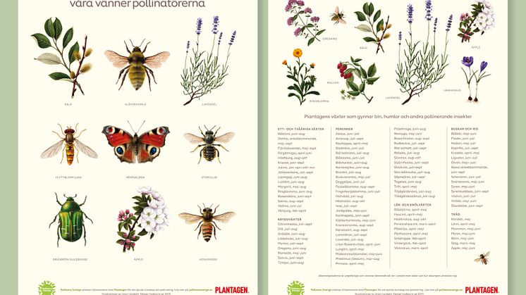 Pollinera Sveriges och Plantagens informationsmaterial med pollinerande insekter och viktiga växter.