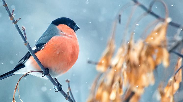 This year Hogia is donating to the Swedish Society for Nature Conservation for its work on climate change.