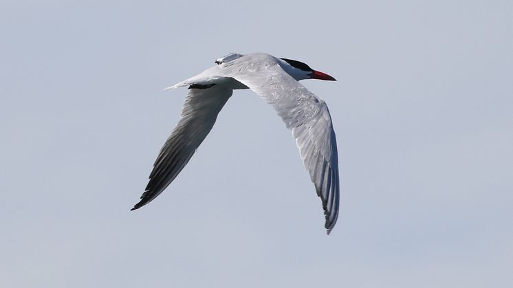 GPS-försedd skräntärna flyger Afrika tur och retur i BirdLife Sveriges naturvårdsprojekt. Foto: Ulrik Lötberg