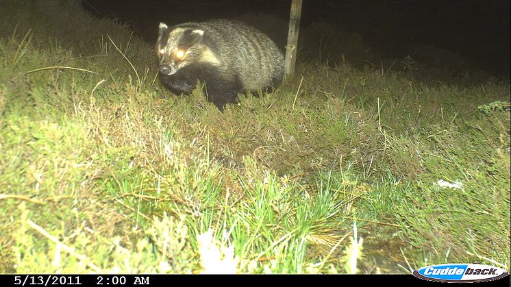 Badgers caught on camera
