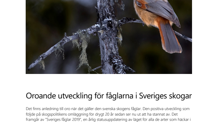 Oroande utveckling för fåglarna i Sveriges skogar