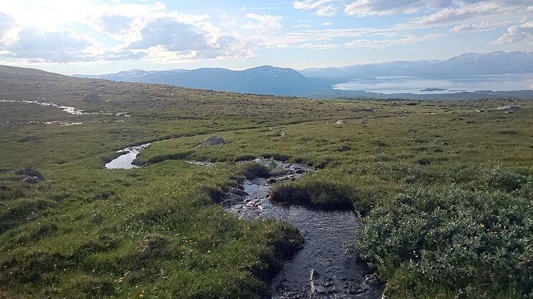 Miellajokka, Abisko. Metanutsläppen från vattendrag i norr var högre än väntat, sannolikt för att det ofta finns torvmarker och våtmarker i avrinningsområdet. Foto: Gerard Rocher Ros