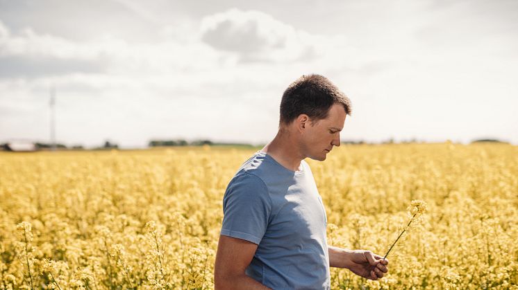 Raps, en av få råvaror som idag används till inhemskt biodrivmedel.