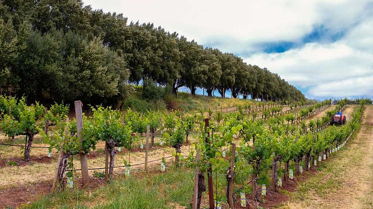 Trailer Vineyard