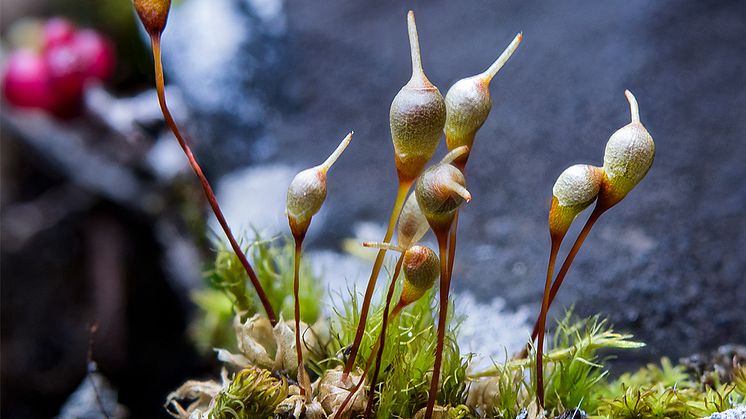 Kalkkoppmossa, Enthosthodon muehlenbergii, fotad på Gotland är en mossa som hotas av framtida klimatförändringar. Fotad på Gotland.