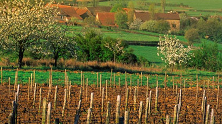 Ännu en Bourgogne-nyhet från Torres Sweden