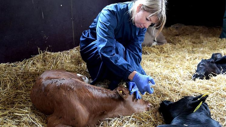 Distriktsveterinärna Forsheda, foto: Hallpressen