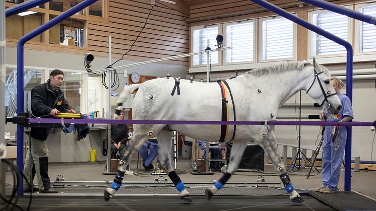 Marie-Claire Cronstedts stiftelse donerar 4 000 000 kronor till projektet Tidig upptäckt av ortopedisk ohälsa hos häst - Nya tekniker och utbildningsinsatser ska lära att oss att se hältor i tid. (Foto: Mike Weishaupt)