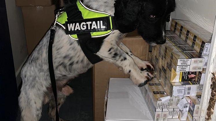 Sniffer dog Birch in action.