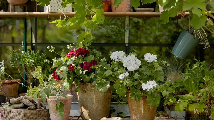 Under Coronapandemin har miljontals människor för första gången börjat att odla. Foto: Pelargonium for Europe